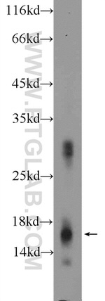 Histone H3.3 Antibody in Western Blot (WB)