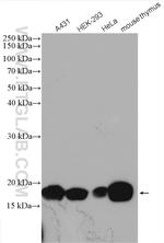 Histone H3.3 Antibody in Western Blot (WB)