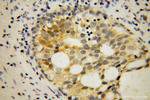 FMRP Antibody in Immunohistochemistry (Paraffin) (IHC (P))