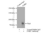 FMRP Antibody in Immunoprecipitation (IP)