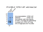 FMRP Antibody in Immunoprecipitation (IP)