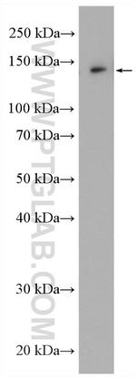 AMBRA1 Antibody in Western Blot (WB)