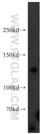 AMBRA1 Antibody in Western Blot (WB)