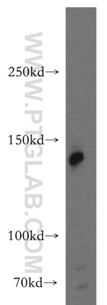 AMBRA1 Antibody in Western Blot (WB)