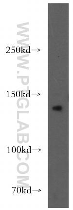 AMBRA1 Antibody in Western Blot (WB)