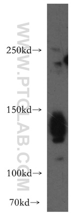 AMBRA1 Antibody in Western Blot (WB)