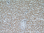 PFKFB3 Antibody in Immunohistochemistry (Paraffin) (IHC (P))