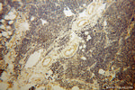 STXBP3 Antibody in Immunohistochemistry (Paraffin) (IHC (P))