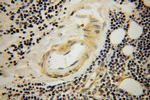 STXBP3 Antibody in Immunohistochemistry (Paraffin) (IHC (P))