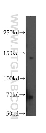 Entactin Antibody in Western Blot (WB)