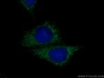 Entactin Antibody in Immunocytochemistry (ICC/IF)