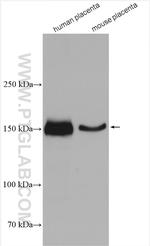 Entactin Antibody in Western Blot (WB)