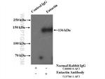 Entactin Antibody in Immunoprecipitation (IP)