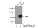 GPRIN1 Antibody in Immunoprecipitation (IP)