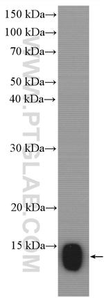 FABP6 Antibody in Western Blot (WB)