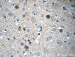 FGF12 Antibody in Immunohistochemistry (Paraffin) (IHC (P))