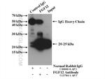 FGF12 Antibody in Immunoprecipitation (IP)