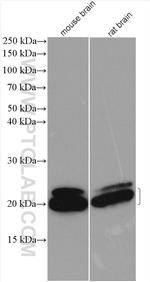 FGF12 Antibody in Western Blot (WB)