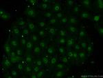 EAF1 Antibody in Immunocytochemistry (ICC/IF)