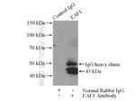 EAF1 Antibody in Immunoprecipitation (IP)