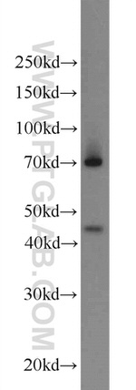 EAF1 Antibody in Western Blot (WB)