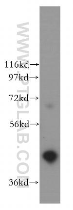 EAF1 Antibody in Western Blot (WB)