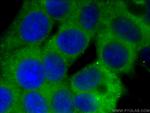 RAP2A Antibody in Immunocytochemistry (ICC/IF)