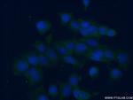 RAP2A Antibody in Immunocytochemistry (ICC/IF)