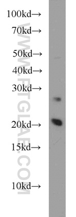 RAP2A Antibody in Western Blot (WB)