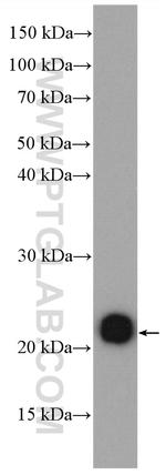 RAP2A Antibody in Western Blot (WB)