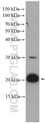 RAP2A Antibody in Western Blot (WB)