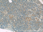 Radixin Antibody in Immunohistochemistry (Paraffin) (IHC (P))