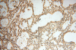 GAS6 Antibody in Immunohistochemistry (Paraffin) (IHC (P))