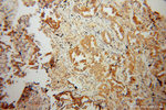 MFN1 Antibody in Immunohistochemistry (Paraffin) (IHC (P))