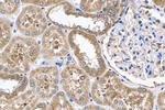 MFN1 Antibody in Immunohistochemistry (Paraffin) (IHC (P))