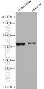 MFN1 Antibody in Western Blot (WB)