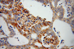 PARN Antibody in Immunohistochemistry (Paraffin) (IHC (P))