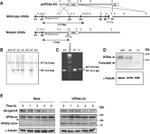 alpha Tubulin Antibody in Western Blot (WB)