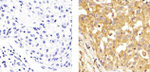 alpha Tubulin Antibody in Immunohistochemistry (Paraffin) (IHC (P))