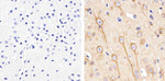 alpha Tubulin Antibody in Immunohistochemistry (Paraffin) (IHC (P))