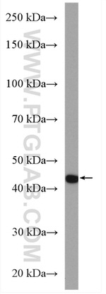 PAI-1 Antibody in Western Blot (WB)