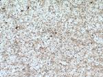 DYNC1I1 Antibody in Immunohistochemistry (Paraffin) (IHC (P))