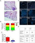 Connexin 26 Antibody in Immunohistochemistry (IHC)