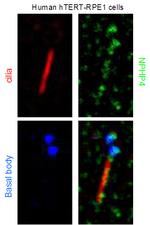 NPHP4 Antibody in Immunocytochemistry (ICC/IF)