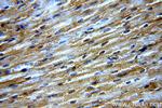 NPHP4 Antibody in Immunohistochemistry (Paraffin) (IHC (P))