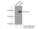 NISCH Antibody in Immunoprecipitation (IP)