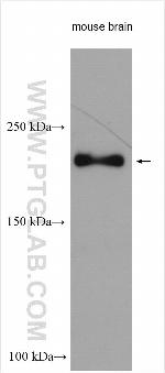 NISCH Antibody in Western Blot (WB)