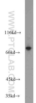 DIXDC1 Antibody in Western Blot (WB)