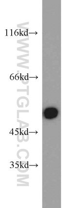 SEPT7 Antibody in Western Blot (WB)