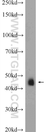 SEPT7 Antibody in Western Blot (WB)